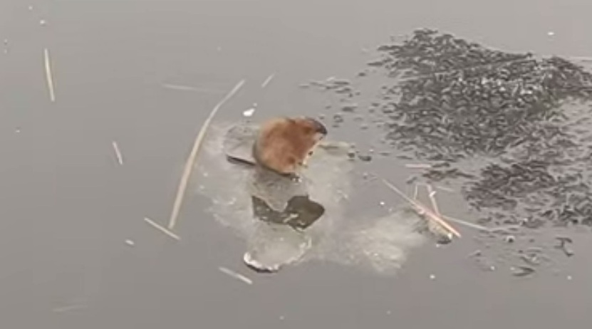 Саратовцы заметили посреди Волги плывущую на льдине ондатру